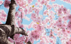 a close up of a cherry blossom tree