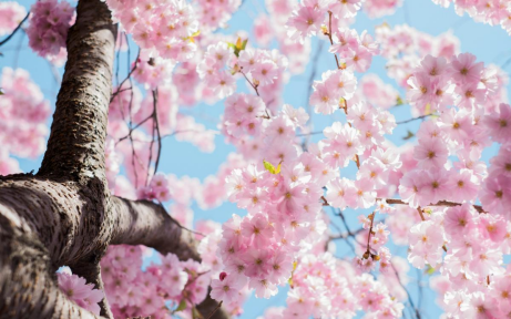 a close up of a cherry blossom tree