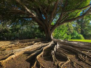 tree with deep roots